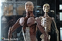 VBS_3021 - Mostra Body Worlds